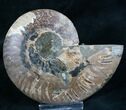 Split Ammonite Fossil (Half) - Beautiful #7980-1